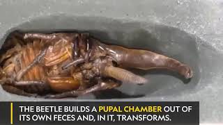 Hercules Beetle Metamorphose Before