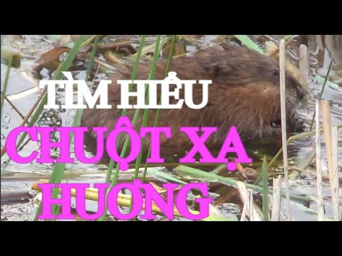 Video: Chuột Xạ Hương Thuộc Lớp động Vật Nào?
