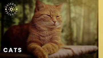 Strange Cat Behaviors Explained: Why They Chose Us | Feline History Documentary