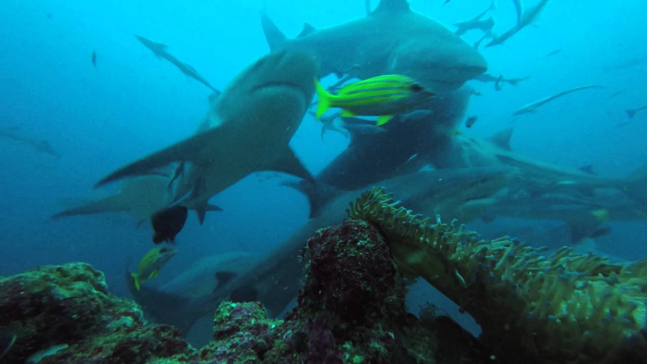 Shark Diving in Fiji Beqa Adventure Divers 1st Dive YouTube