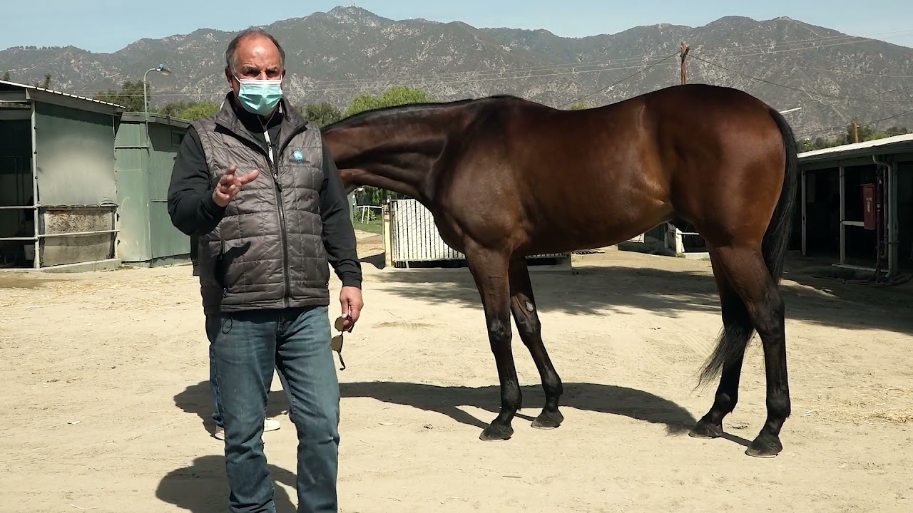 Horse trainer Richard Baltas points out when a Thoroughbreds is over at the knee.