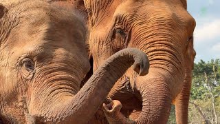 Elephant Mae Nois First Hello To The Chana Herd - Elephantnews