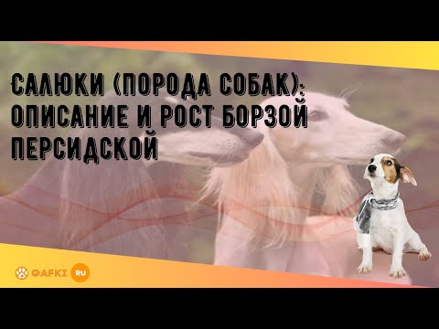 Салюки (порода собак): описание и рост борзой персидской