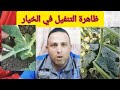 تساقط أزهار وثمار الخيار ظاهرة التنفيل وكيفية علاج هذه الظاهره
