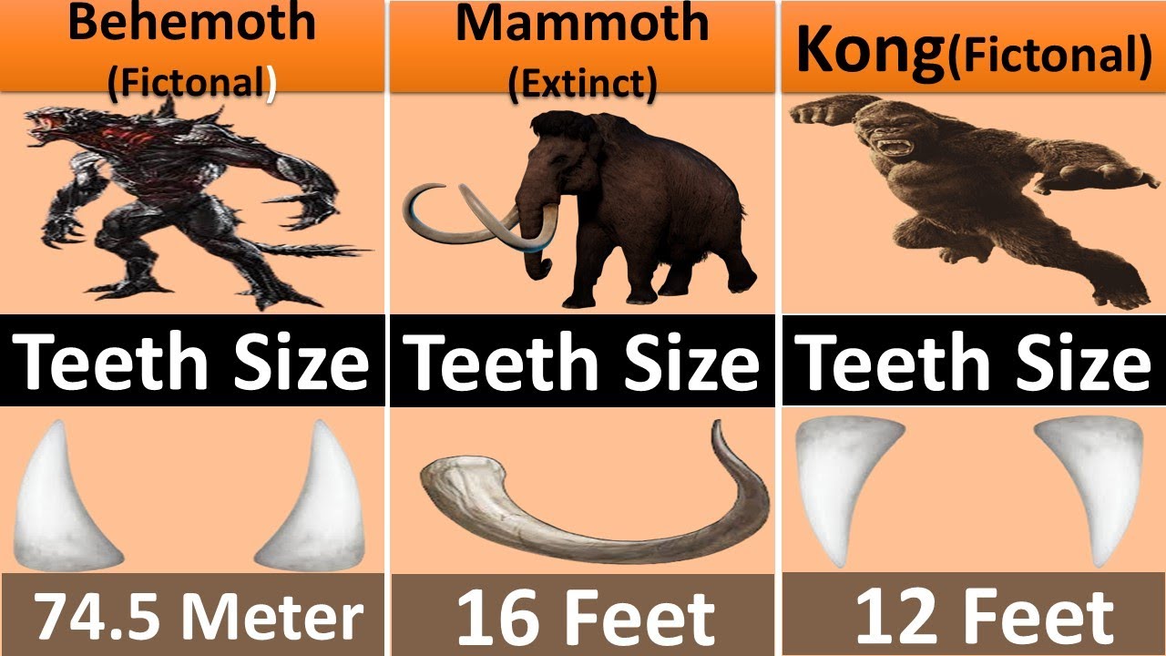 All Animal Teeth Size Comparison || Animal Teeth || Animal