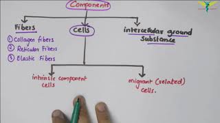 Connective Tissue | Basic Histology
