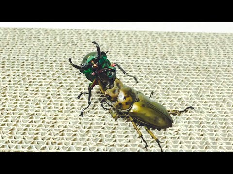 【stag beetle fight】Allotopus Moellenkampi Babai vs Phalacrognathus Muelleri