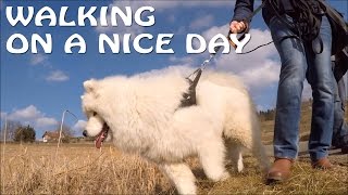 Walking on a nice day with Kiro by Kiro 926 views 7 years ago 5 minutes, 42 seconds