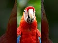 This Parrot Can Actually Talk! 😱🦜 #Shorts