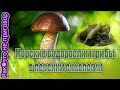 🍄Морские водоросли и грибы в лечении онко..ии