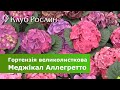 Гортензія великолиста (широколиста) Меджікал Аллегретто • Hydrangea macrophylla Magical Allegretto