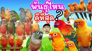 รู้ก่อนซื้อมาเลี้ยง...เปรียบเทียบ นกซันคอนัวร์ กับ กรีนชิค ข้อดี/ข้อเสีย #นกซันคอนัวร์ #นกกรีนชิค