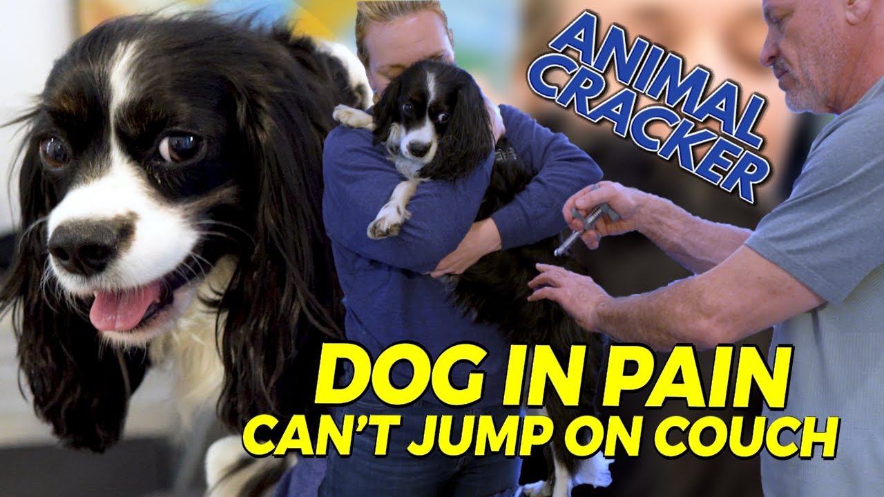 dog-w-possible-slipped-disc-couldn-t-jump-up-youtube