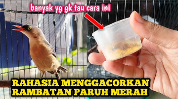 TIPS RAHASIA MENGGACORKAN RAMBATAN PARUH MERAH