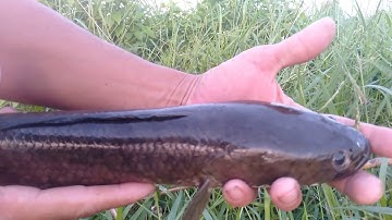 Câu cá lóc bằng vịt con cập cá khủng củng lên bờ