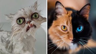 10 CATS You Won't Believe Actually Exist