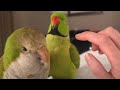 Indian Ringneck Lets Me Pet Him For The First Time Ever!!!