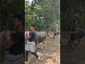 arak-arakan kerbau #shortvideo #viral