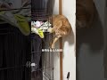 チャイさんの暮らし㉞。#保護猫