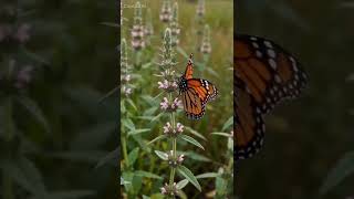 Haha, Monarchs fights. P.S. Monarchs don’t care.