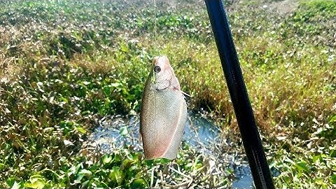 QUÁ TRỜI THÁC LÁC RỒI, CÂU NGAY Ổ CÁ THÁC LÁC GIỰT ĐÃ TAY // Fishing near the city