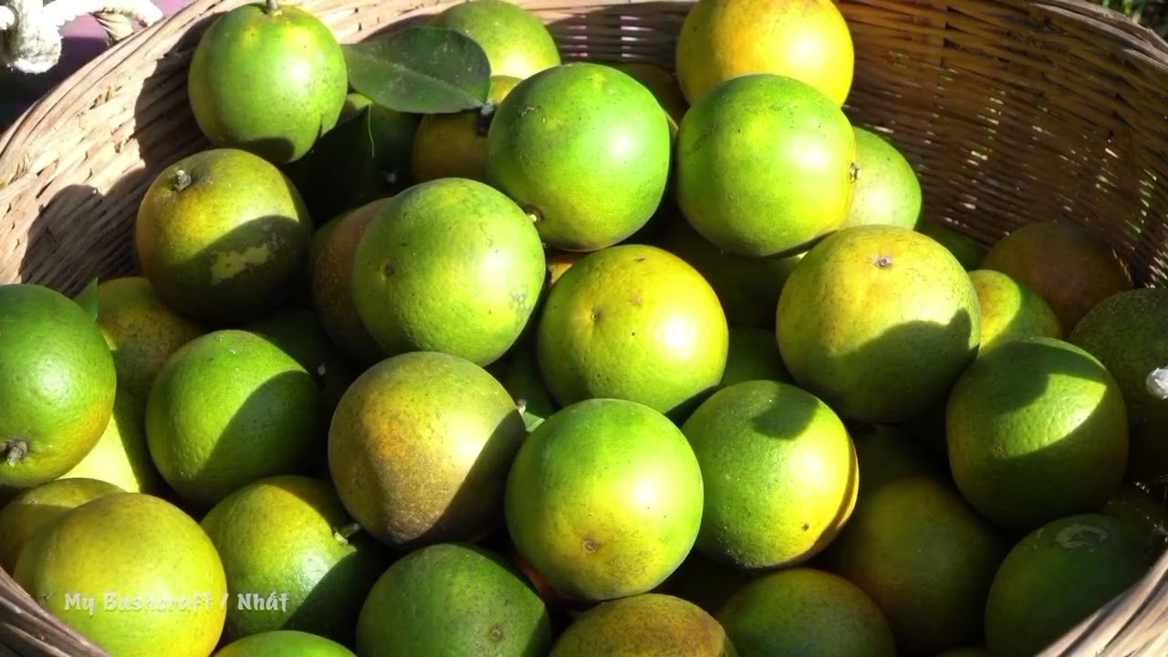 HARVESTING NATURAL ORANGES IN THE FOREST | FARM LIFE