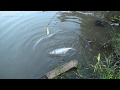 CÂU CÁ TRA SÔNG ĐIỂM MỚI TOÀN CÁ KHỦNG ĂN GIẬT KHÔNG KỊP/ MỒI CÂU CÁ TRA SÔNG ĐƠN GIẢN |Dân Miền Tây