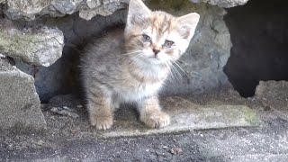 A new little kitten lives under a concrete slab