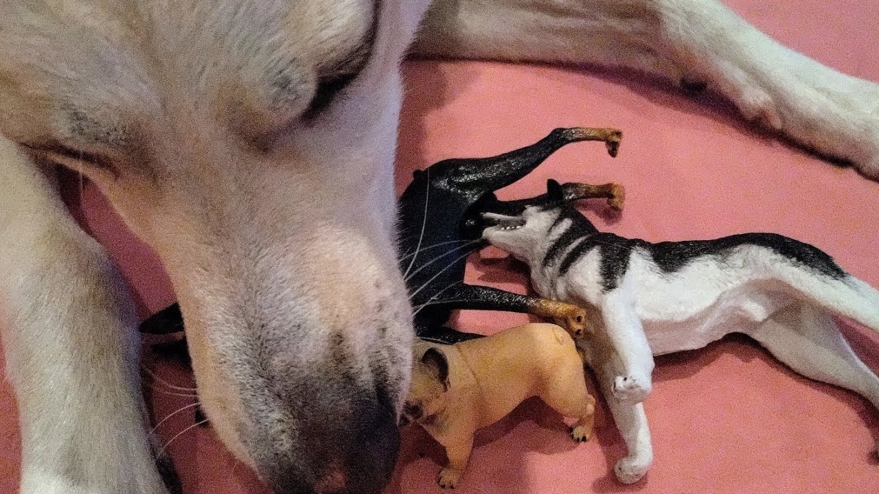 TEMU dogs for fashion dolls! Size check!