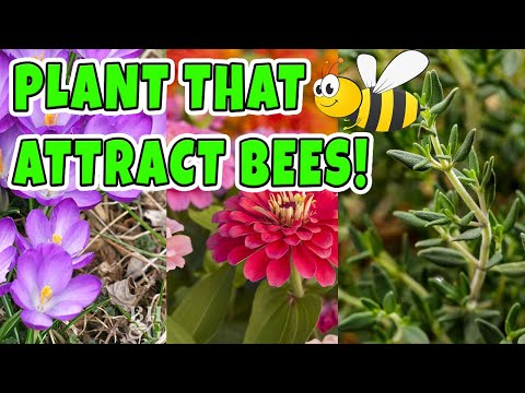 18 Plants that Attract Bees to your gardens (Save the Bees)