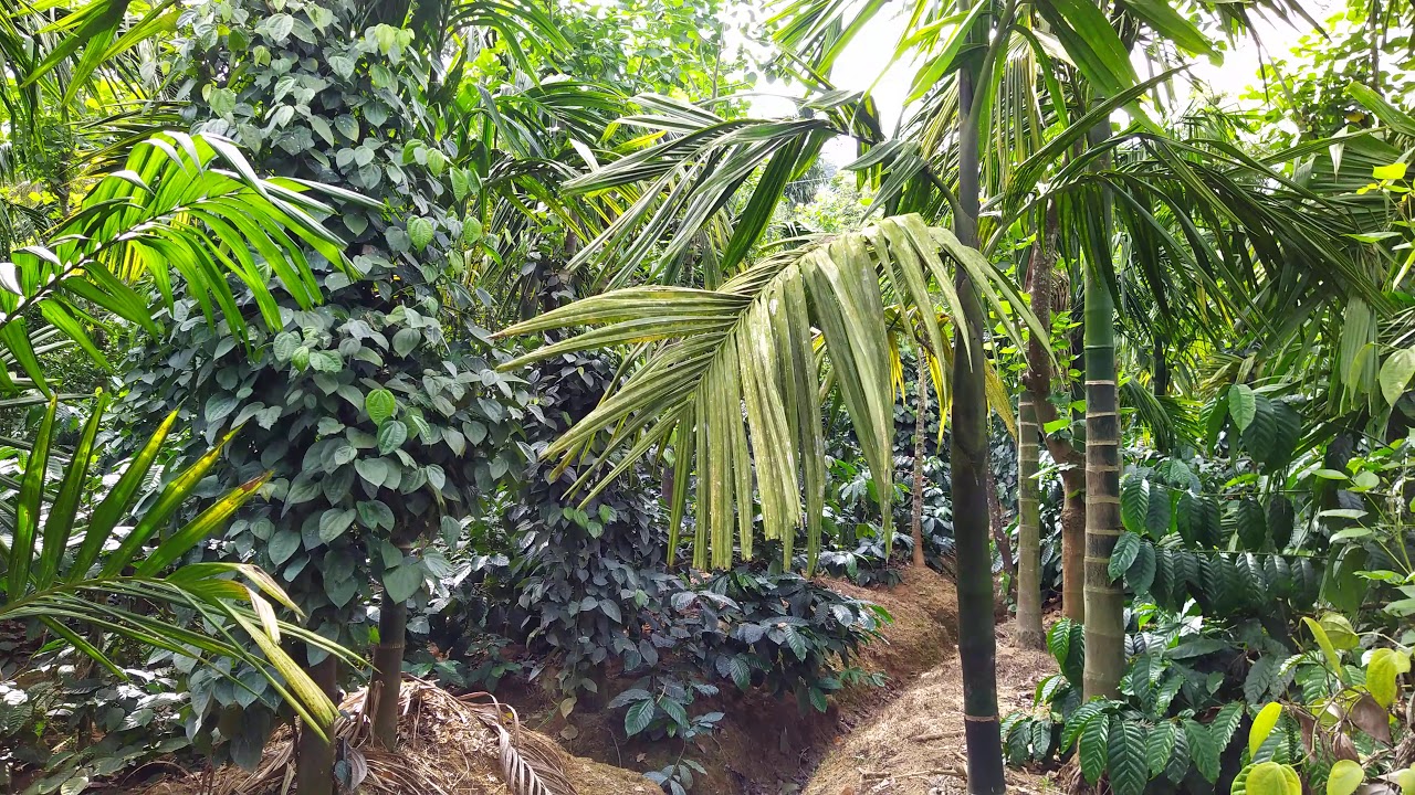 16 Acres of Coffee Estate with house for sale in Sakleshpur