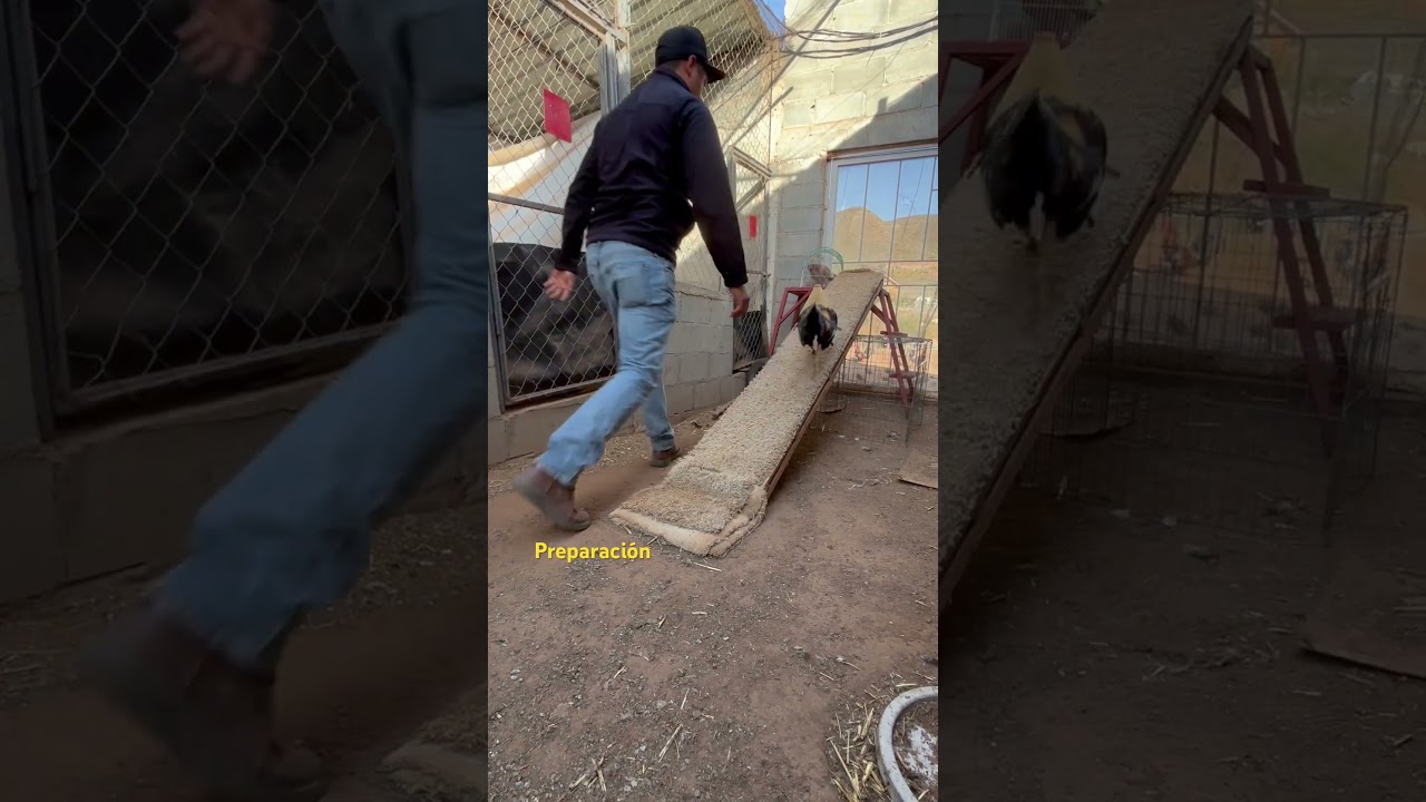 Watch Preparación de gallos #gallos #gallosfinos #gallosdecombate on YouTube Watch Preparación de gallos #gallos #gallosfinos #gallosdecombate on YouTube