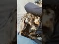 You Can't Tell But She's Purring #cat #rv #rvcat #rvlife #kitty ##animals #freya #purr #tortiekitty