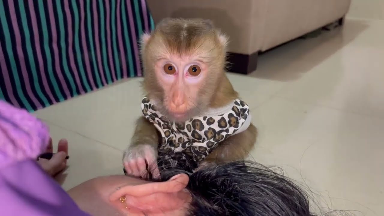 Monkey Grooming Grandma Before Go To Bed/ Relaxing Sound 