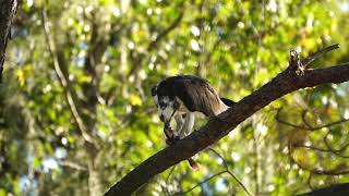 Dinner with an Osprey An osprey eating dinner in a tree on the shore of Lake Hancock