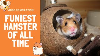 Most Epic Hamster Fail 2019 | Funny Animals Videos