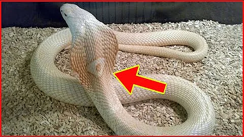 Qual o tipo de veneno da naja?