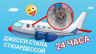 ХОМЯК ДЖЕССИ СТАЛА СТЮАРДЕССОЙ НА 24 ЧАСА!✈️💥🙂