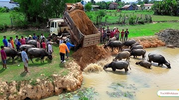 Nice Video Complete PROJECT! 5 Ton Dump Truck Unloading Soil And Skill Bulldozer KOMATSU Pushing