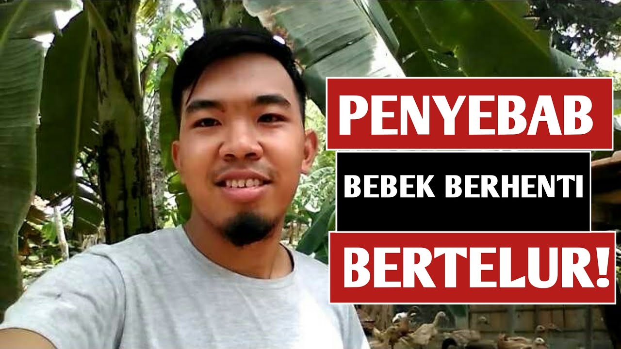 SEBAB BEBEK BERHENTI BERTELUR - PENYEBAB BEBEK BERHENTI BERTELUR