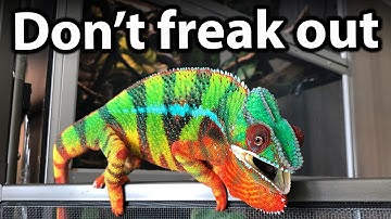 Advice for new chameleon owners | What to expect when you bring a new chameleon home