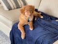 14 weeks old biting problem wour duck toller puppy