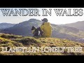 Llanfyllin Lonely Tree// Wander in Wales // EP6