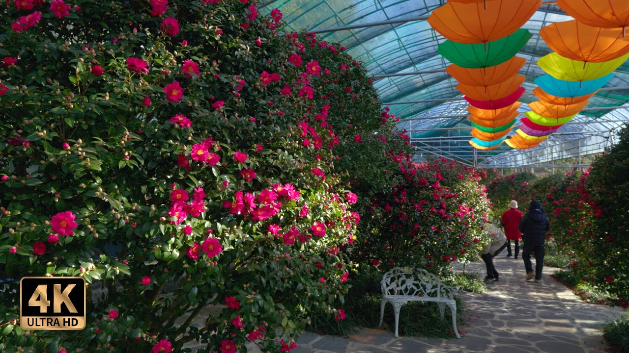 Прогулка по зимнему цветочному фестивалю острова 1004 (4k) 🌸 Цветок детской камелии, парк бонсай