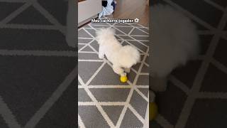 Meu cachorro FUT joga muito #Futebol ! #petlover #cachorro