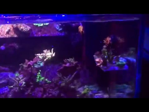 Tunze 6212 wavebox wave maker on 108 rimless saltwater tank
