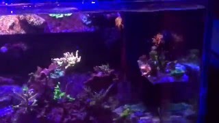 Tunze 6212 wavebox wave maker on 108 rimless saltwater tank