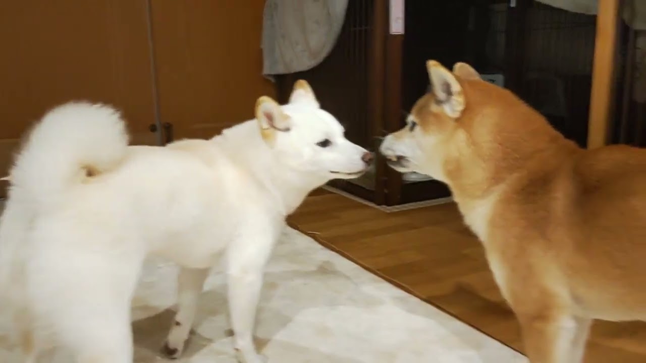 白い悪魔👿完全復活🐾🐾🐾 @柴犬コマシロ🐾 - YouTube