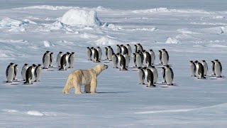 Kenapa Beruang Kutub Tidak Memakan Penguin?