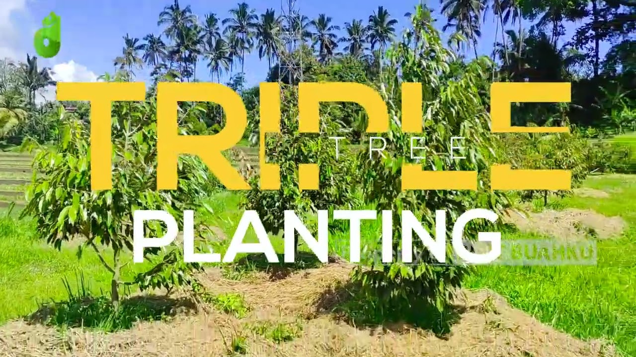 Perkebunan Durian Musangking, Duri Hitam, Bawor, Montong, Namlung, Super Tembaga | Triple Planting